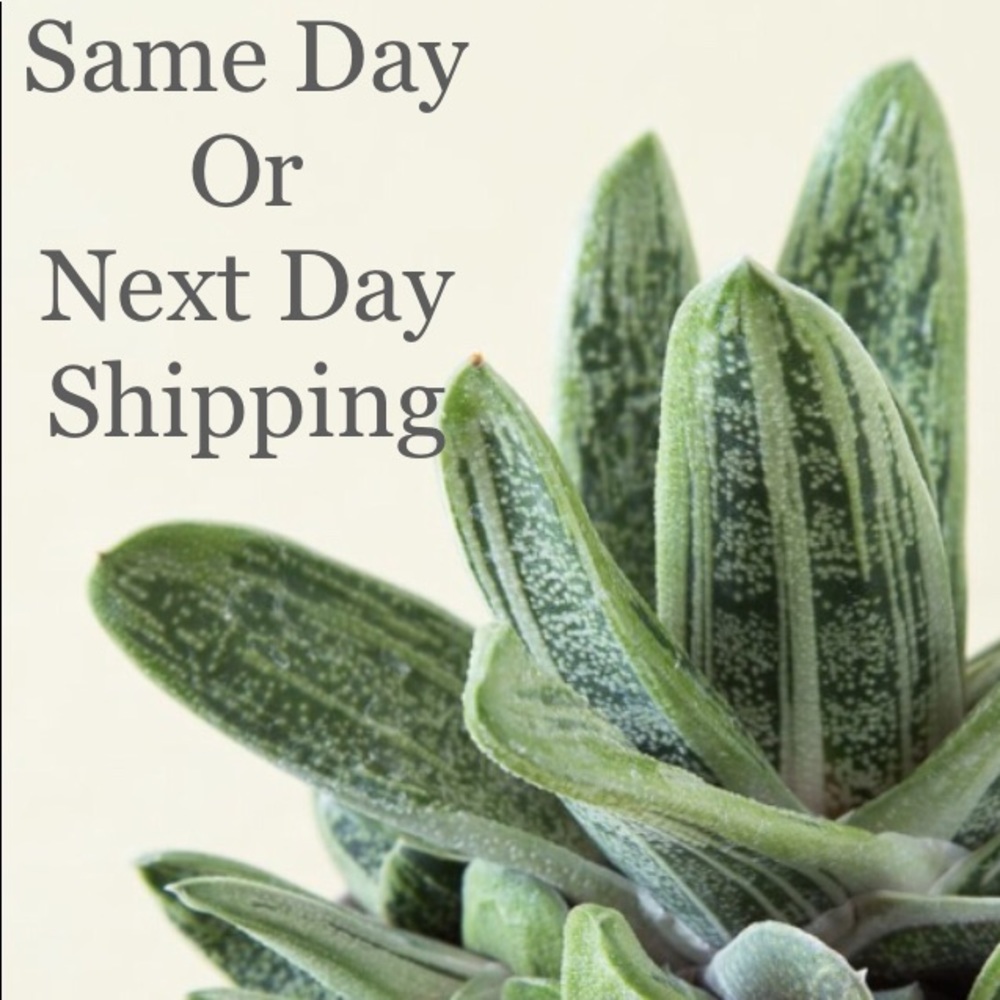 Same Day or Next Day Shipping!